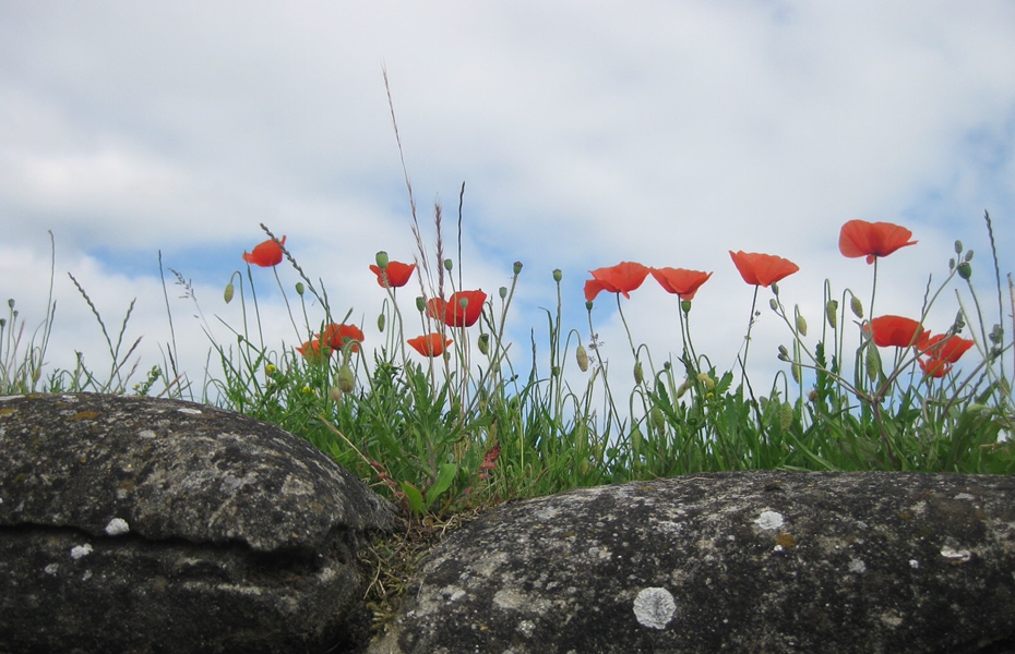 Ieper